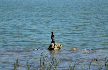 Fototapeta premium bird at lake.