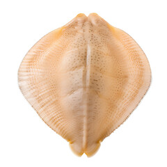 Sole fish without Skin Flatfish, isolated on transparent background, PNG, 300 DPI	