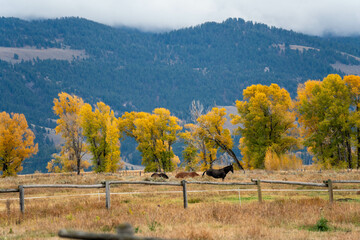 Grazing Horses in Grand Teton National Park, Wyoming