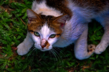 cat on the grass looking at the camera