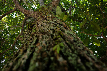 tree trunk with green moss