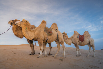 Three camels standing on the tall sand dune in desert of Inner Mongolia, China
