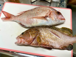 調理前の鯛とアコウ