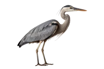 Poster Reiger Majestic Heron Display Isolated on Transparent Background