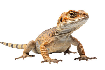 Vibrant Lizard Design Isolated on Transparent Background
