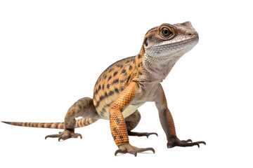 Lizard Array Isolated on Transparent Background