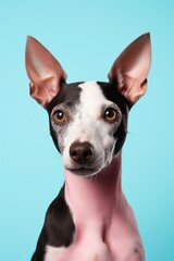 Portrait of Happy puppy dog smiling.studio shot of a cute dog on colour background
