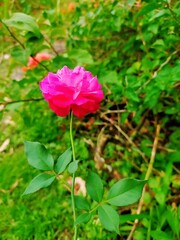 Obraz na płótnie Canvas beautiful pink rose flower