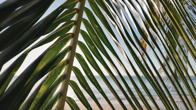 A serene beach view peeking through the fronds of a palm tree, evoking a sense of tropical tranquility and summer vacations