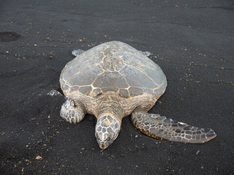 Big Hawaiian green sea turtle crawling on famous Punalu'u black sand Beach