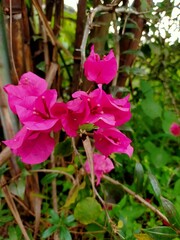Beautiful red flowers are suitable for backgrounds and articles
