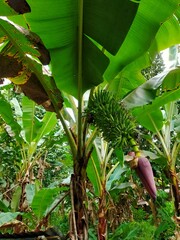 banana tree in the garden