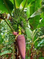 banana tree with banana