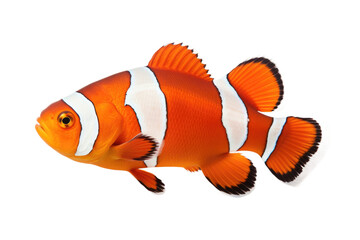 Tropical Clownfish Design Isolated on Transparent Background