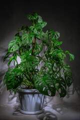 Gorgeous houseplant monstera adansonii in a pot.