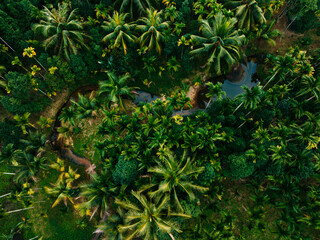 Top view of landscape in tropical forst