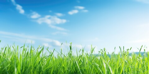 Fototapeta premium Green grass on blue clear sky, spring nature theme. Panorama landscape