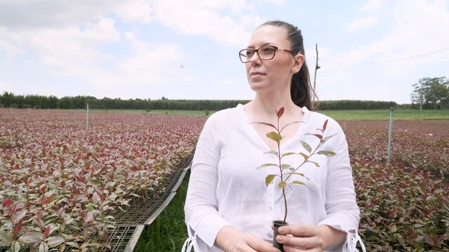 A beautiful woman with tied hair holds a pot of eucalyptus seedlings in a cultivation garden