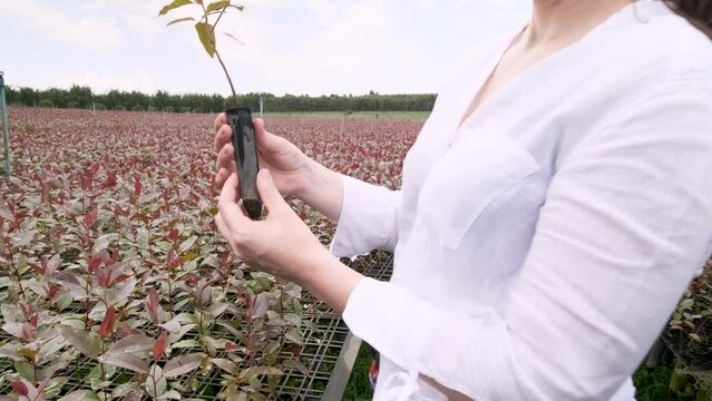 A caucasian woman checks eucalyptus seedlings. Natural medicine industry. Eucalyptus production site for the cellulose industry.
