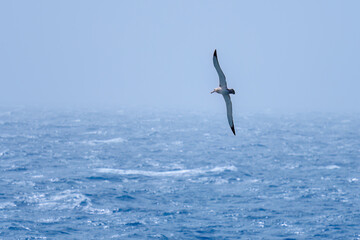 Southern Royal Albatross (Diomedea epomophora), Drake Passage, Antarctica