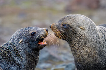 Antarctic fur seal, King George Turret Point, Antarctica