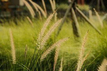 Close up shot of tall grass with slightly water drops.