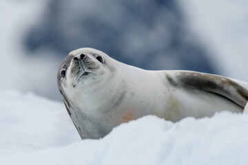 Crabeater Seal on floating ice, Pleneau Island, Antarctica