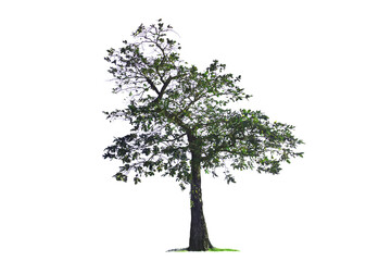Large standing tree on a white background in spring Green leaves began to emerge.