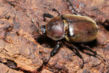 夏の雑木林、クヌギの幹をよじ登るカブトムシの雌（マクロレンズ使用・ストロボ＋自然光・接写写真）
