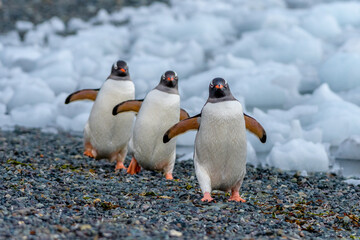 Gentoo penguins (Pygoscelis papua) returning to their colony after fishing, Yankee Harbor, Antarctica  © Sunil Singh