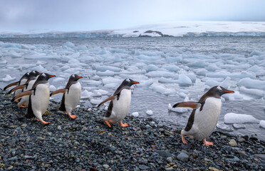Naklejka premium Gentoo penguins (Pygoscelis papua) returning to their colony after fishing, Yankee Harbor, Antarctica 
