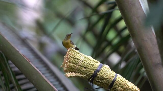 Brown-throated sunbird or Burung madu kelapa perching and eating on coconut groves. Bird Wildlife
