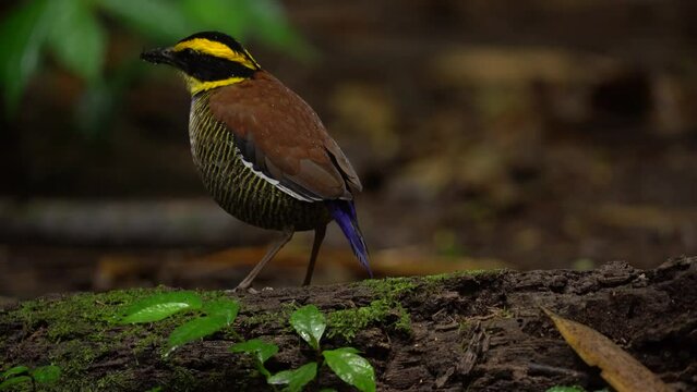 a javan banded pitta birds is looking for food on mossy wood