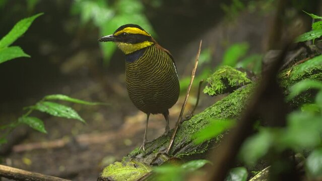 javan banded pitta bird is standing alone on a mossy tree