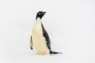 Fototapeta premium Adélie penguin (Pygoscelis adeliae) on sea-ice, Half Moon Island, Antarctica