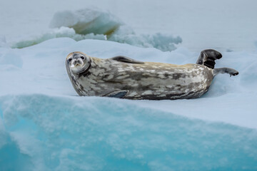 Weddell Seal on sea-ice, Antarctic Sound, Antarctica