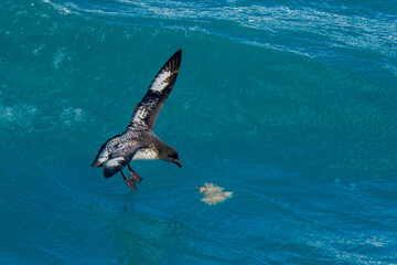 Cape petrel (Daption capense), Elephant Island - wild point, Antarctica