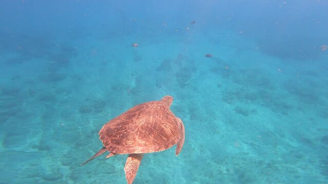 Swimming Loggerhead Sea Turtle Species On Cape Verde Islands, West Africa.