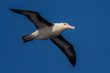 Black-browed albatross (Thalassarche melanophris), Drake's passage, Antarctica