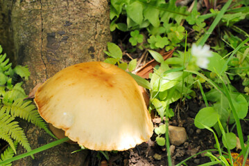 雑林に20cm近い大きな傘を広げる 茶色いクラゲのようなオオワライタケの姿