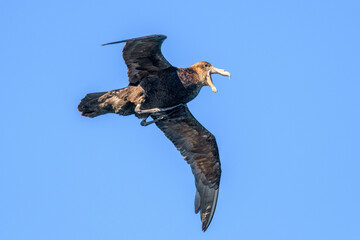 Southern giant petrel (Macronectes giganteus), Drake Passage, Antarctica