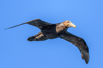 Southern giant petrel (Macronectes giganteus), Drake Passage, Antarctica