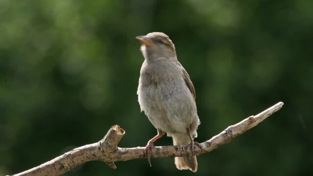 Female house sparrow perched on branch