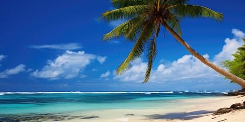 Fototapeta na wymiar Scenic Coral Beach With Palm Tree, Palm tree On Coral Beach