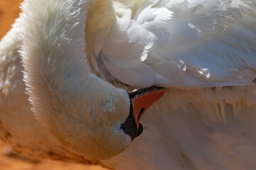 Portrait of a white swan close-up	

