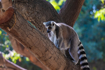 Ring-tailed lemur sitting on a tree	
