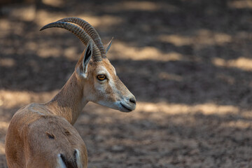 Portrait of a young mountain goat