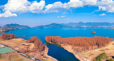 The Metasequoia Scenery by Siming Lake in Yuyao City, Zhejiang Province, China