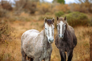 A couple of Camargue horses on the meadow in autumn. The horses look at the camera