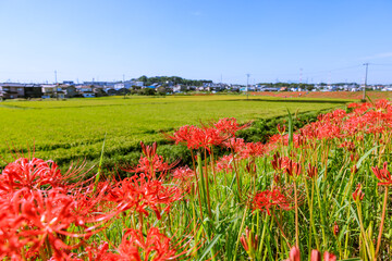 彼岸花　愛知県半田市